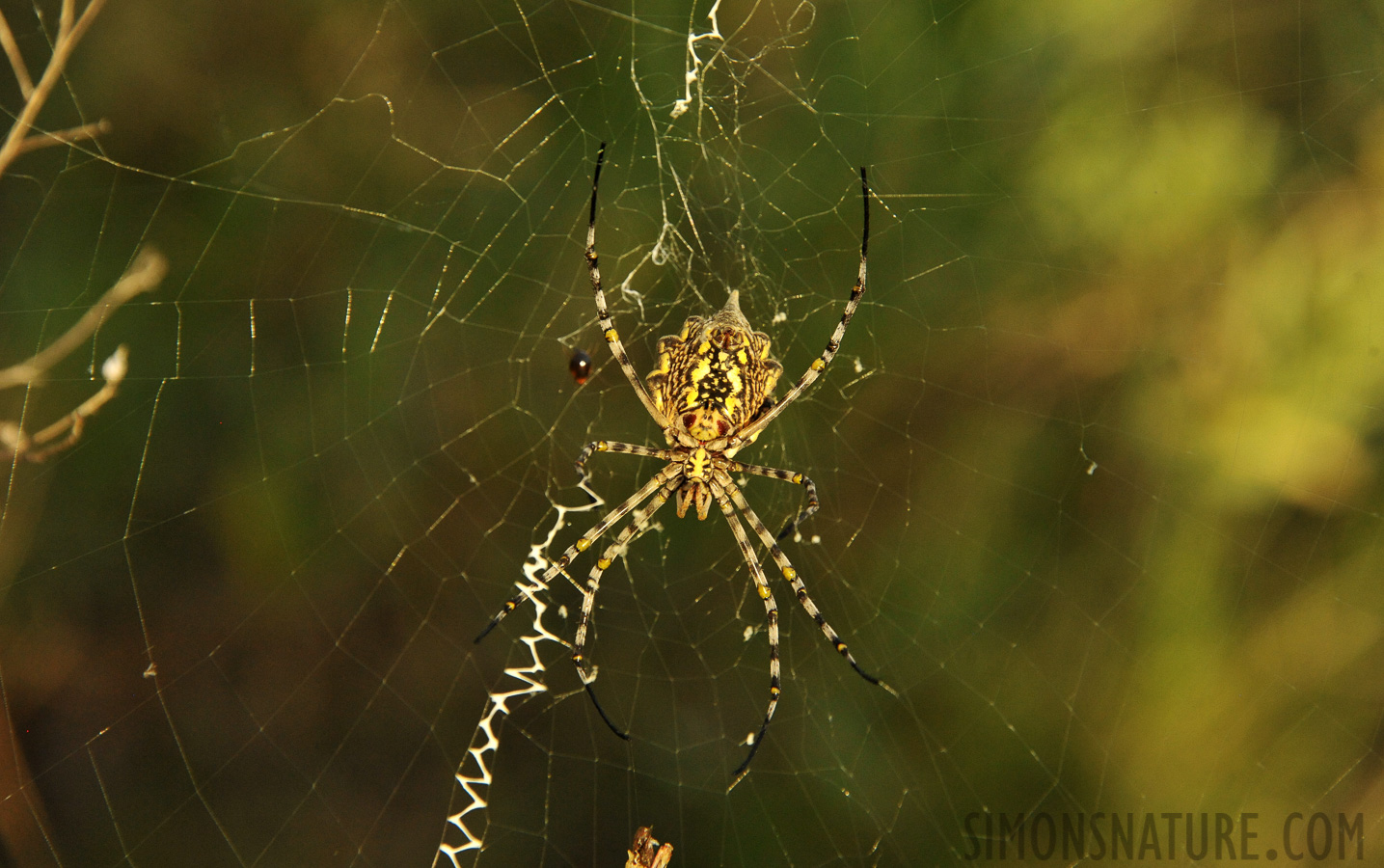 Argiope sp [300 mm, 1/1600 Sek. bei f / 8.0, ISO 2500]